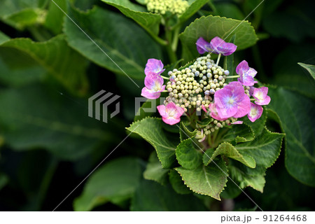 紫陽花開花始まる 紫陽花開花始まる 91264468