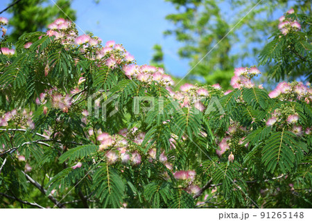 ネムノキ(合歓木)の花 ネムノキ(合歓木)の花 91265148