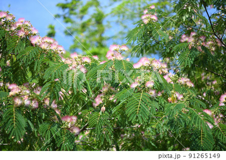 ネムノキ（合歓木）の花 91265149