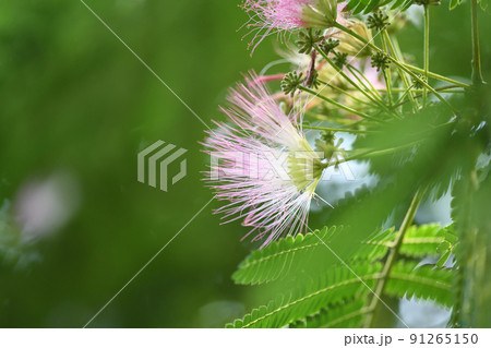 ネムノキ(合歓木)の花 ネムノキ(合歓木)の花 91265150