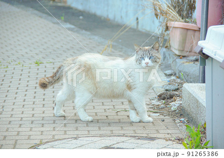 猫 91265386