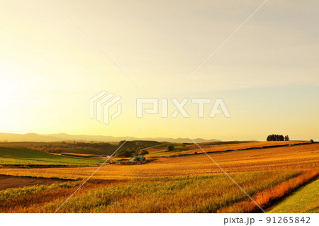 北海道　秋の夕暮れ　美瑛の大地 91265842
