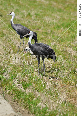 ナベヅル 91265885