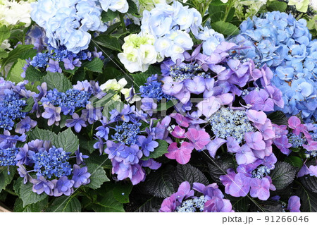 6月の花たち、アジサイの寄せ植え 91266046