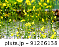 花 フラワー お花 91266138