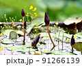 池 溜池 池底 91266139