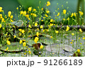 花 フラワー お花 91266189
