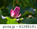 ハス スイレン 蓮 91266191