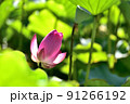 ハス スイレン 蓮 91266192