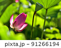 ハス スイレン 蓮 91266194