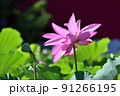 ハス スイレン 蓮 91266195
