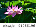 ハス スイレン 蓮 91266196