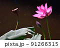 花 フラワー お花 91266315