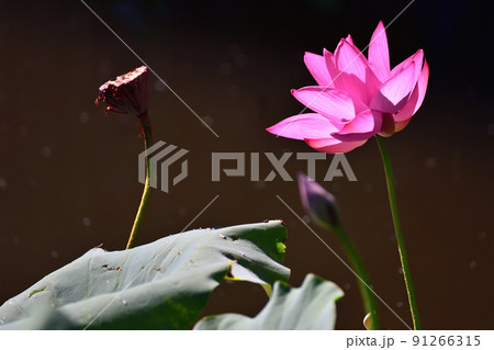 花 フラワー お花 91266315