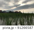 夕暮れ時の田んぼ 91266587