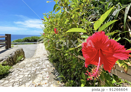 沖縄 ハイビスカス [宮古島] 91266604