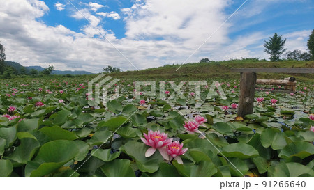 村上市高根すいれんの里 91266640