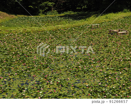 村上市高根すいれんの里 村上市高根すいれんの里 91266657