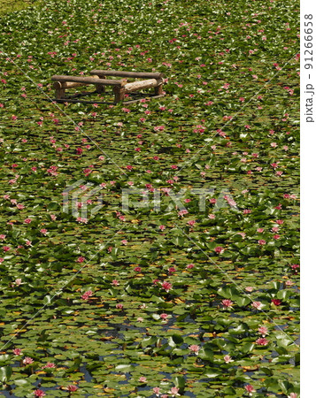 村上市高根すいれんの里 村上市高根すいれんの里 91266658