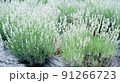 白いラベンダー、その名は三郷雪華 91266723