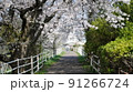 桜に囲まれて歩く道 91266724