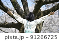 両手に収まらない桜の木 91266725