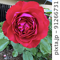鮮やかに咲く一輪の赤い薔薇 91266731