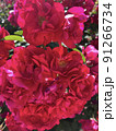 可憐に咲く薔薇 91266734