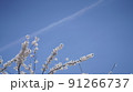 飛行機雲に向かって咲く桜 91266737