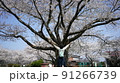 両手を掲げるほどの桜の大木 91266739