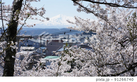桜から垣間見える鳥海山 桜から垣間見える鳥海山 91266740