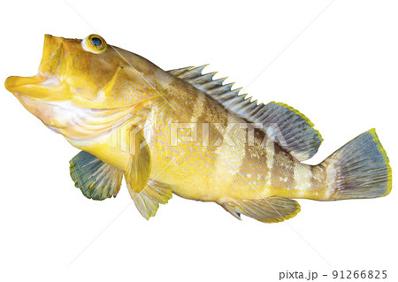 釣れて目が飛び出したアオハタ 91266825