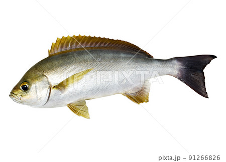 釣りたてのイサキの成魚（切り抜き） 91266826