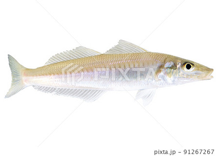 釣りたてのキス（魚／シロギス） 91267267