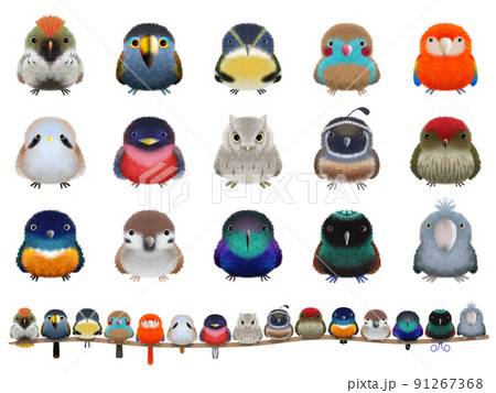 フワフワ鳥シリーズC 91267368
