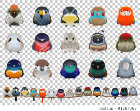 フワフワ鳥シリーズC 91267368