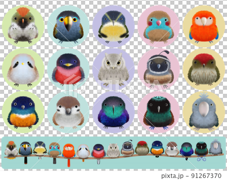 Fluffy Bird Series C with background 91267370