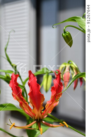 満開のグロリオサ　花　ガーデニング　夏の花 91267644