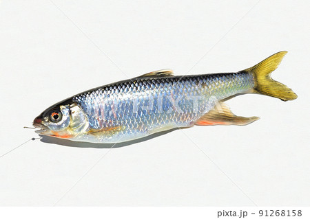 生きているオイカワを白バックで撮った 91268158