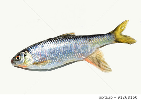 生きているオイカワを白バックで撮った 生きているオイカワを白バックで撮った 91268160
