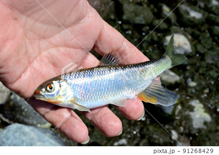 生きているオイカワを手持ちで撮った 91268429