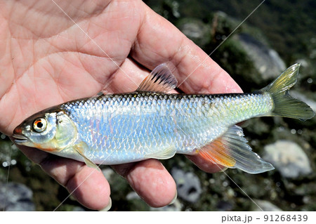 生きているオイカワを手持ちで撮った 91268439