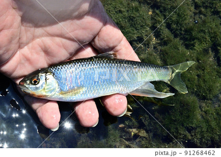 生きているオイカワを手持ちで撮った 91268462