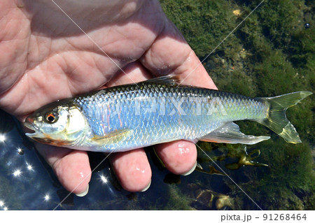 生きているオイカワを手持ちで撮った 生きているオイカワを手持ちで撮った 91268464