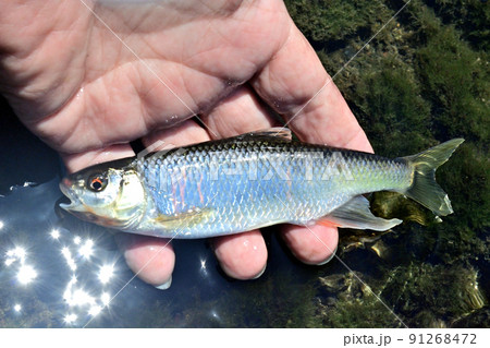 生きているオイカワを手持ちで撮った 91268472