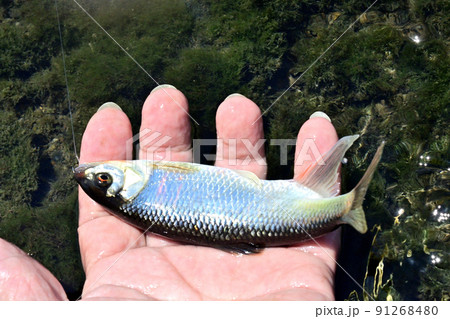 生きているオイカワを手持ちで撮った 生きているオイカワを手持ちで撮った 91268480