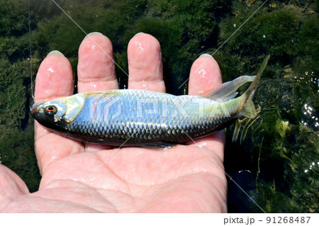 生きているオイカワを手持ちで撮った 91268487