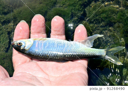 生きているオイカワを手持ちで撮った 生きているオイカワを手持ちで撮った 91268490