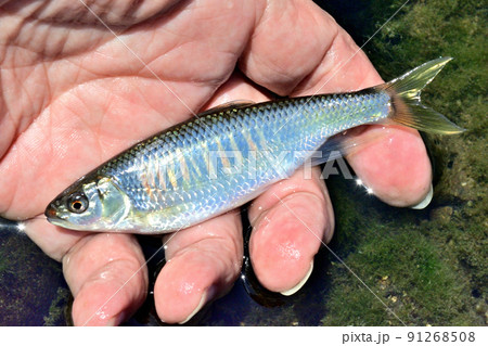 生きているオイカワを手持ちで撮った 生きているオイカワを手持ちで撮った 91268508