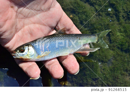 生きているオイカワを手持ちで撮った 91268515